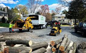 Best Tree and Shrub Care  in Northglenn, CO