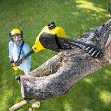 Best Pest Control for Lawns  in Northglenn, CO