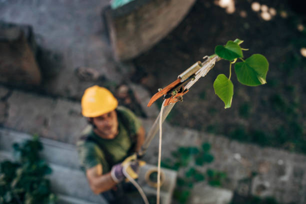 Best Tree Removal  in Northglenn, CO