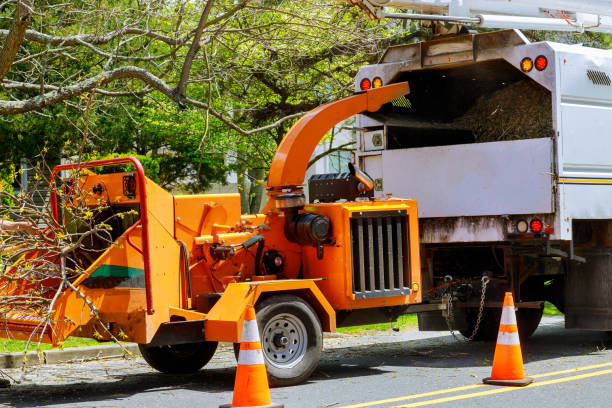 Best Tree Disease Treatment  in Northglenn, CO