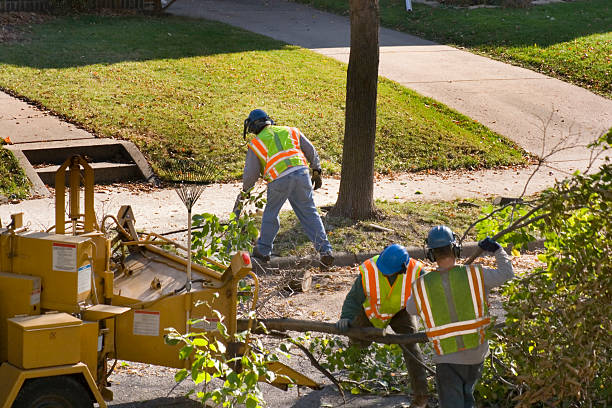 Best Lawn Renovation and Restoration  in Northglenn, CO