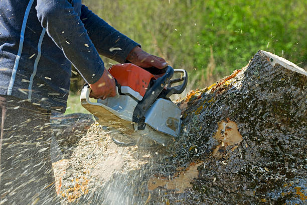 Reliable Northglenn, CO Tree Removal Solutions